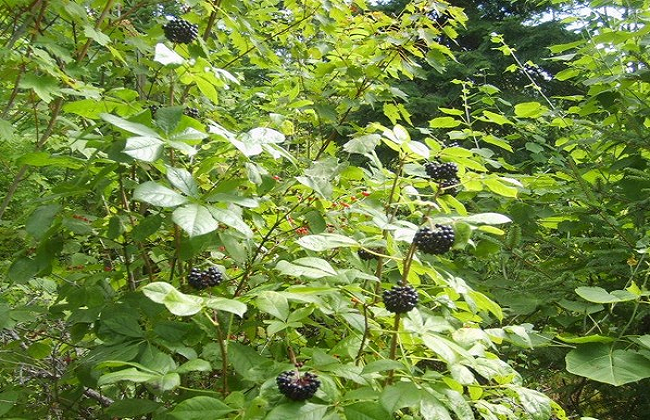 刺五加的功效與作用