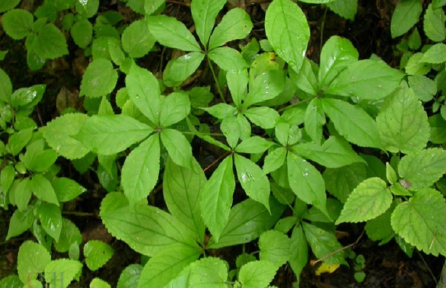 刺五加的功效與作用