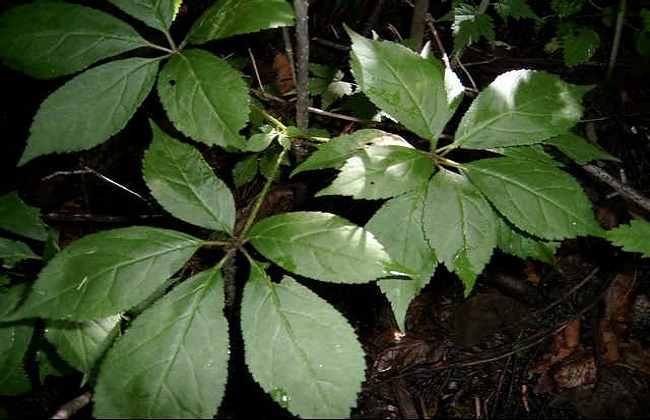 刺五加的功效與作用