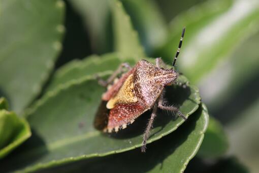 臭蟲怕什么？用這幾種藥殺效果最好！