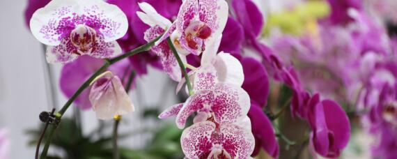 新買的蝴蝶蘭怎么養法